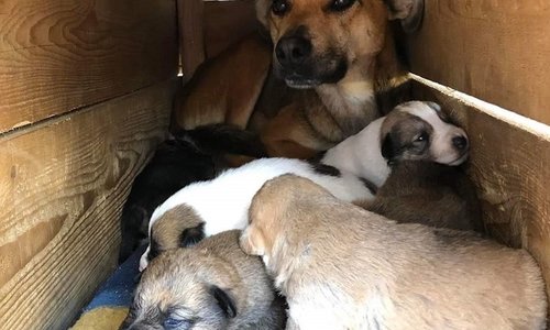 Hilfe für Hunde & Katzen aus Rumänien