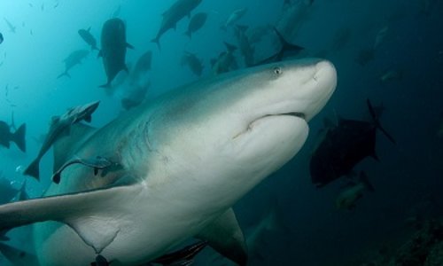 Schutzprojekt für junge Bullenhaie